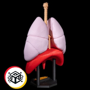 Lung and Respiratory System Model Fully 3D Printed