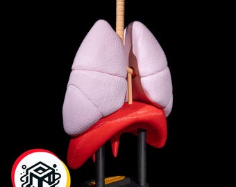 Modelo de pulmón y sistema respiratorio totalmente impreso en 3D