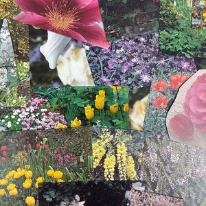 25 Stück Handgeschnittene florale Ephemera, Fotografie- wählerisch geschnittene Blumen Pflanzen für Junk Journal, Collage, Klebebuch, Ideentafel, Papierbasteln, Schrott