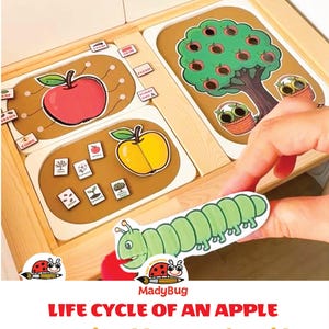 Puede incluir: Un juego educativo de madera sobre el ciclo de vida de una manzana con tarjetas ilustradas que muestran una manzana roja, una amarilla, un manzano verde y una oruga verde. Las tarjetas incluyen etiquetas como tallo, piel, pulpa, semillas y corazón.