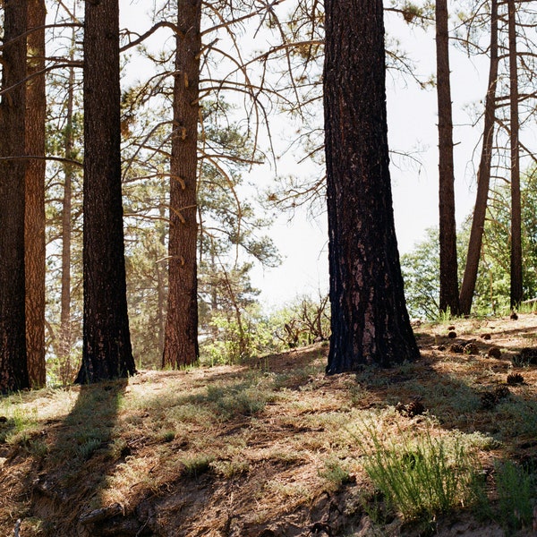 California Mountain Pine Forest Print