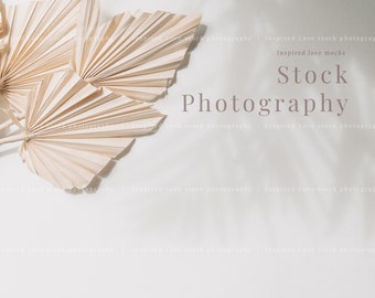 Foto d'archivio sfondo, mockup di sfondo boho, foto d'archivio di palma essiccata, foto di sfondo moderna, foto d'archivio minima, stock img JPEG M20