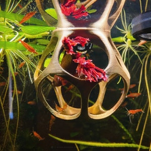 Könnte beinhalten: Ein goldfarbener Fischbecken-Teiler aus Metall mit geometrischem Design. Der Teiler ist mit roten Betta-Fischen gefüllt und es schwimmen mehrere kleine, orangefarbene Fische herum.