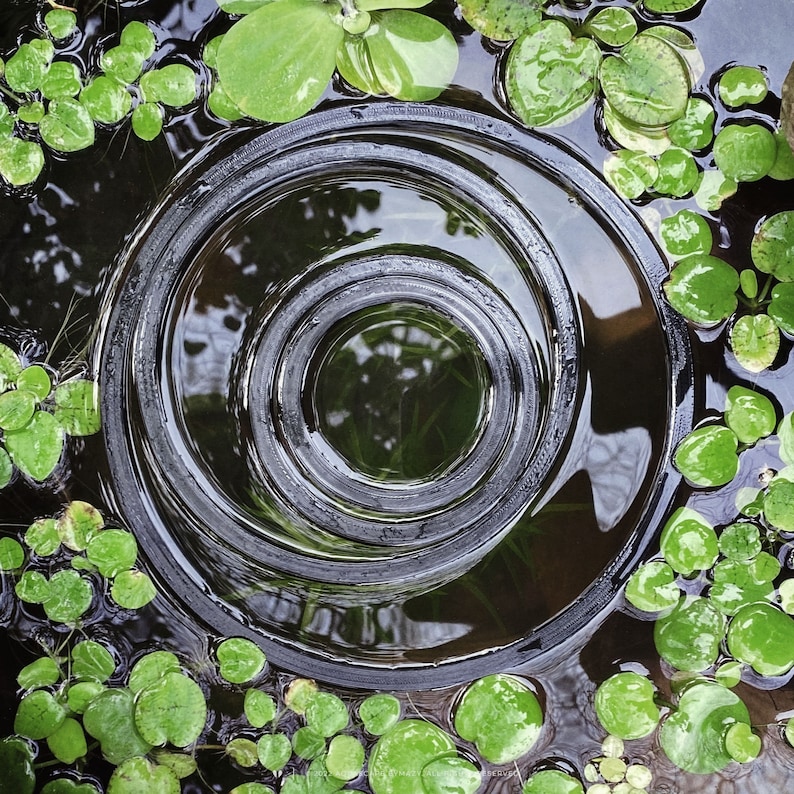 Floater circle fish feeding ring in a pond with floating aquarium plants frogbit, duckweed, water lettuce.