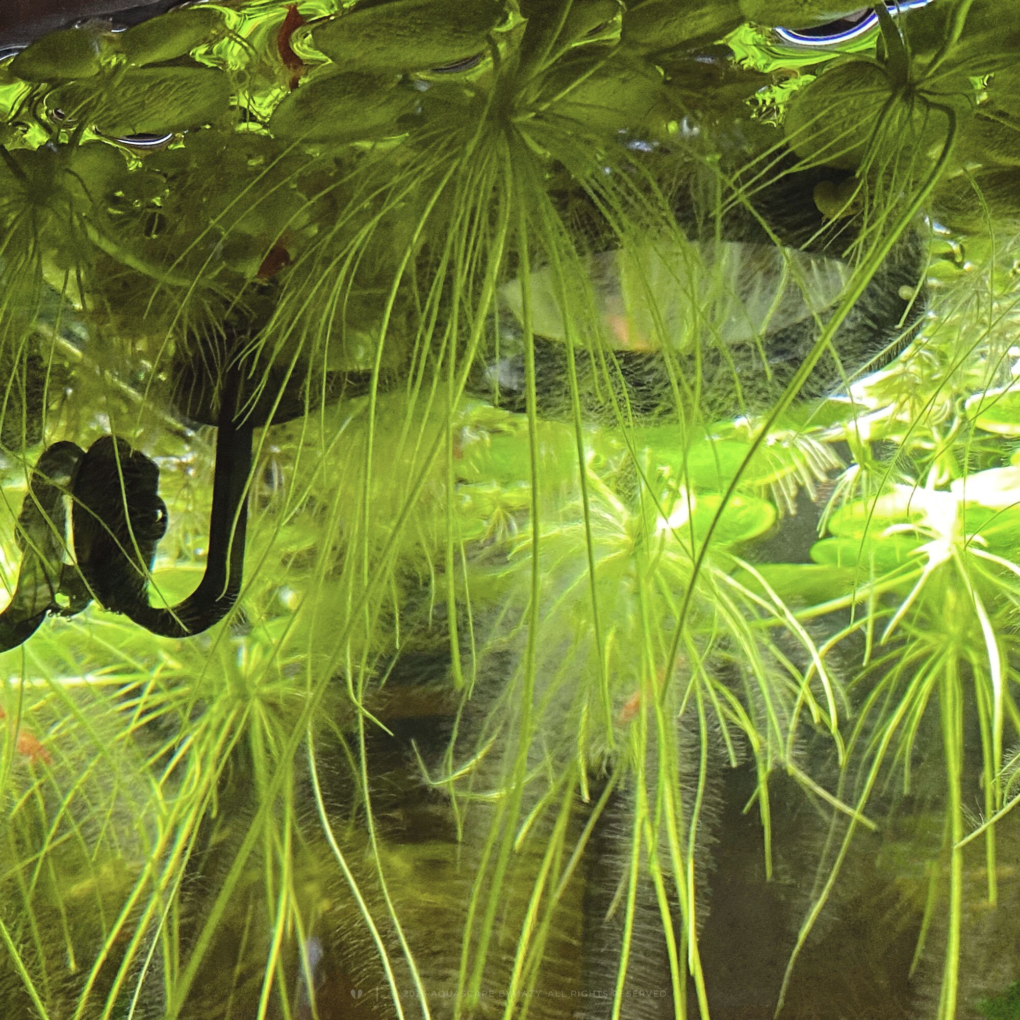 Lock-in-place System for Fish Tank Portals and Feeding Rings - Aquarium ...