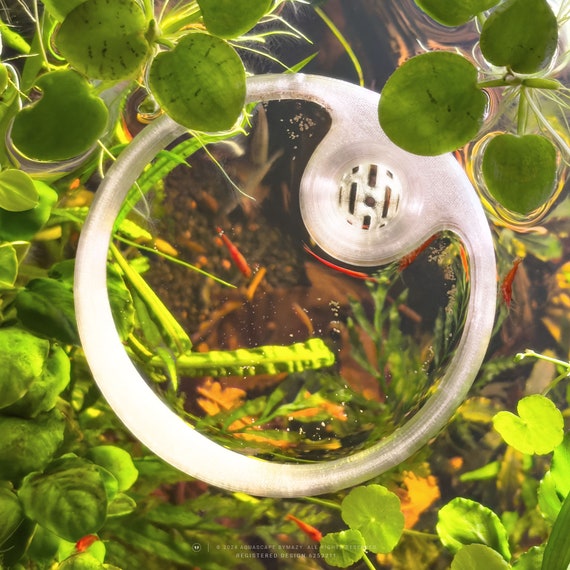 Betta fish feeding ring 2025