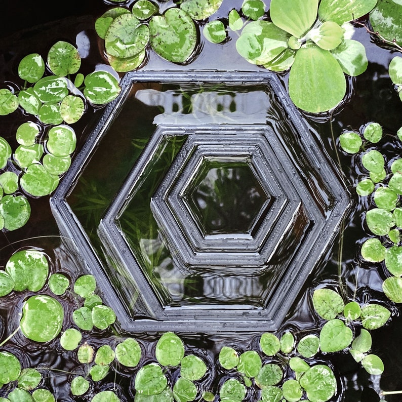 Hexagon shaped fish feeding rings for nano to large tanks in a pond with frogbit floating aquatic plants.