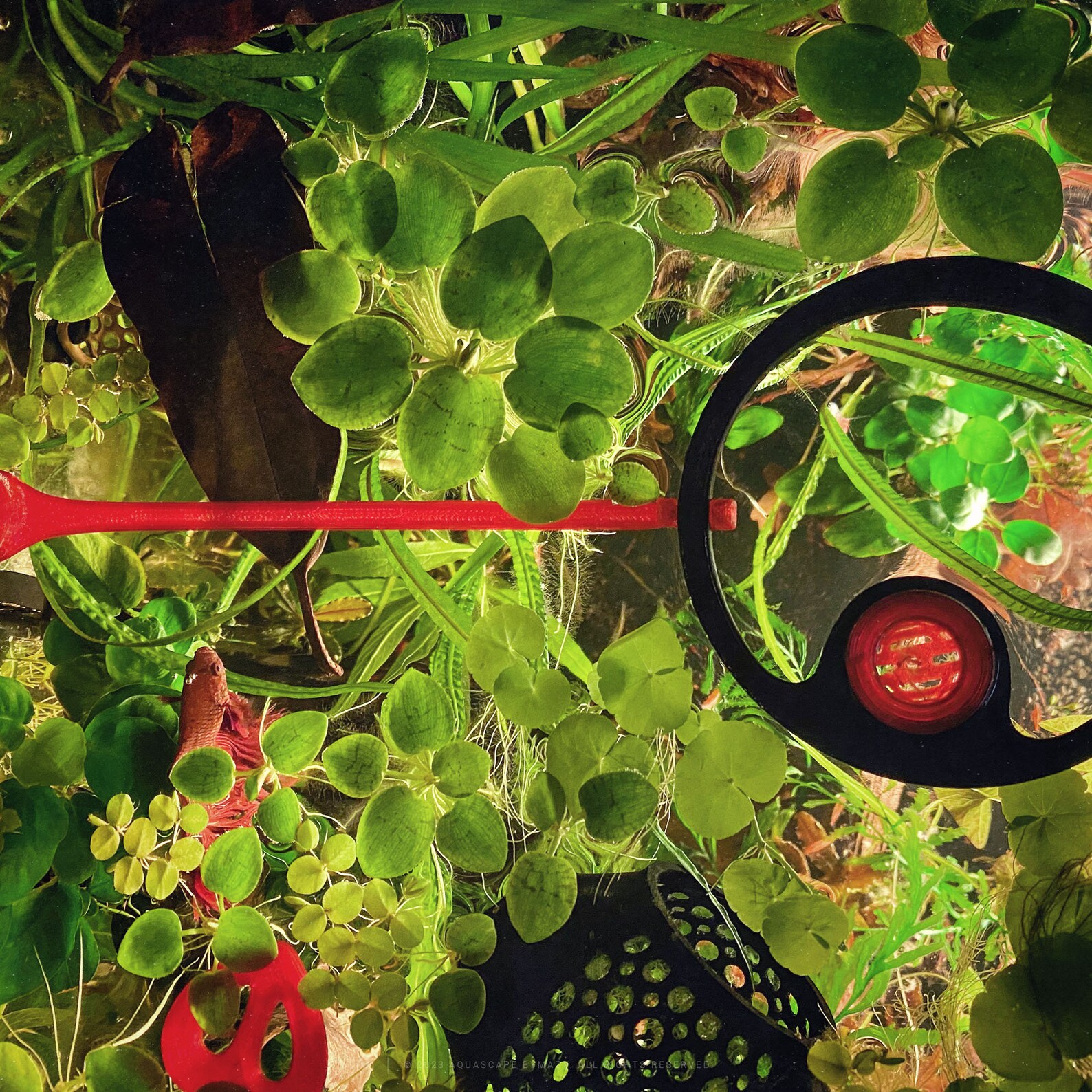 Lock-in-place System for Fish Tank Portals and Feeding Rings - Aquarium ...
