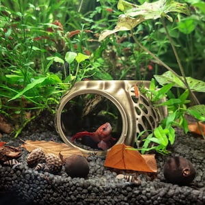 Betta fish exploring the Betta Lair cave hideout, demonstrating swim-through openings and feeding dish.