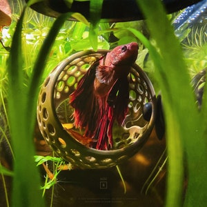 Red male betta and shrimp resting in a hammock for betta fish, fish tank ornament 3d printed in bronze aquarium safe PETG plastic.