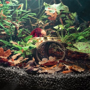 Aquarium scene with Betta Lair cave hideout, showing a red betta on the hammock-style feeding dish and shrimp around the cave.