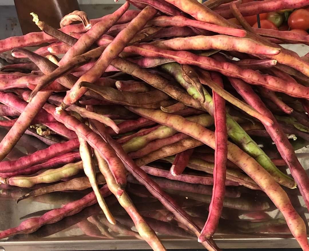 50 Pinkeye Purple Hull Cowpeas Southern Field Peas Seeds Etsy