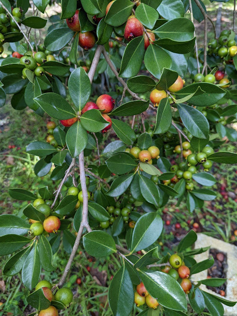 30 Strawberry Cattley Guava Tree Seeds Tropical Food Forest - Etsy