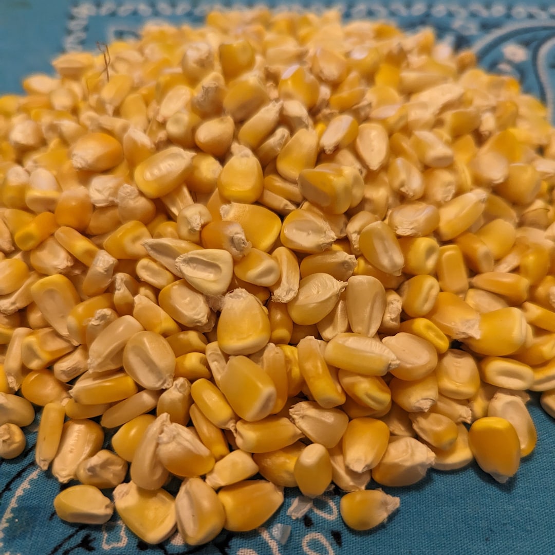 50 Tuxpeno Corn Seeds Ancient Landrace Heirloom Nongmo Survival Crop