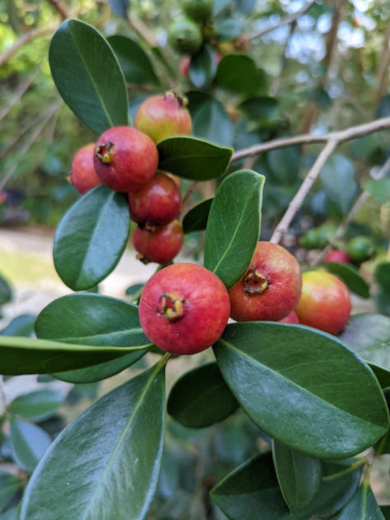 30 Strawberry Cattley Guava Tree Seeds Tropical Food Forest - Etsy