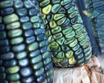 50 Oaxacan Green Corn Seeds Drought Tolerant Makes Delicious Cornbread Grits Roastin Ears Survival Crop nonGMO