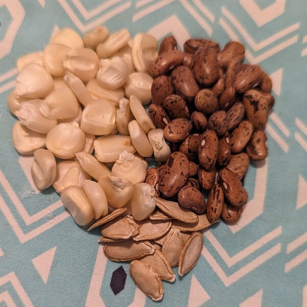 Heirloom Seeds Hickory Cane Corn Etsy