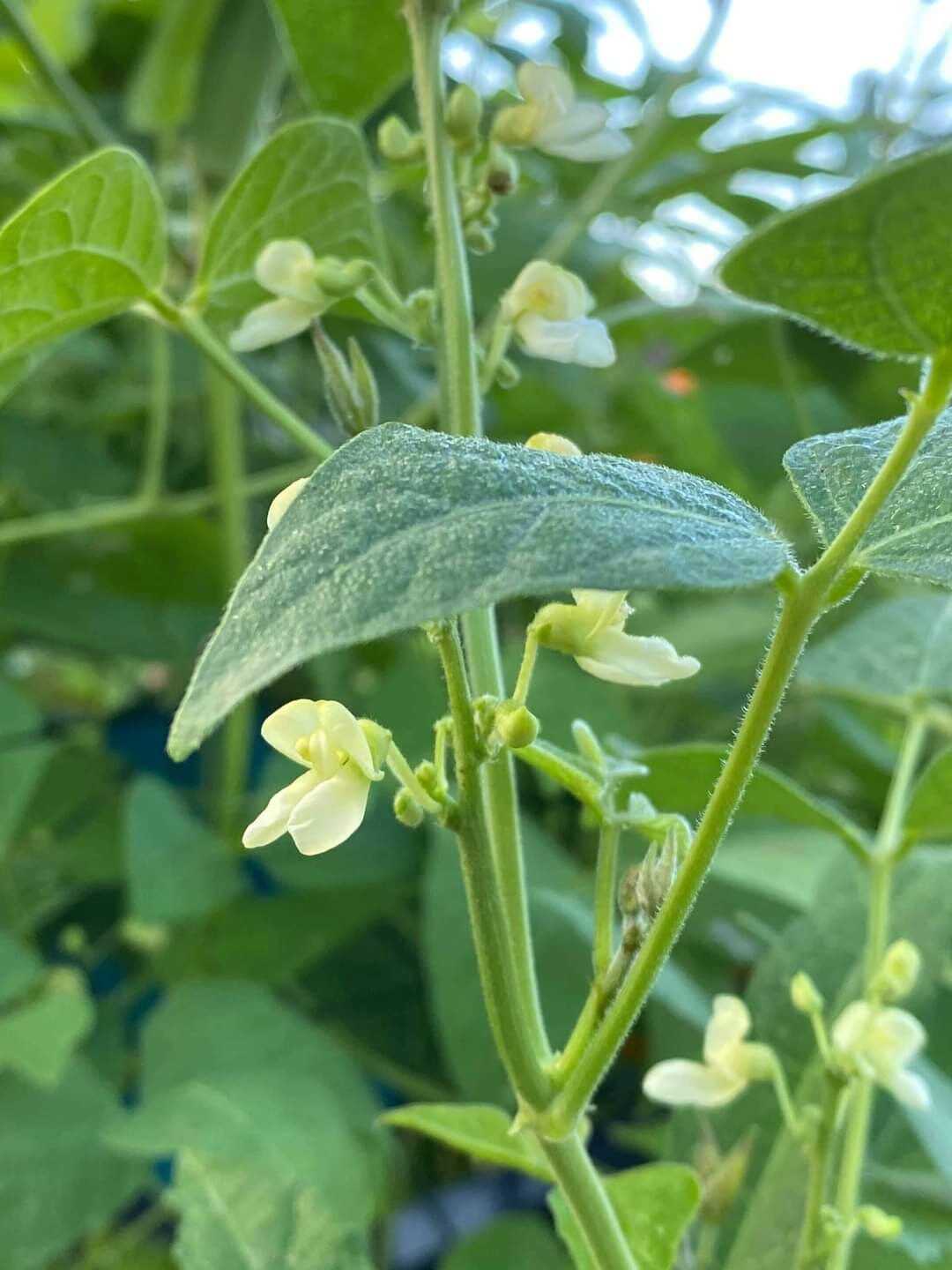 20 King of the Garden Pole Lima Bean Seeds Loves Hot Weather Great Survival Crop Heirloom Butter