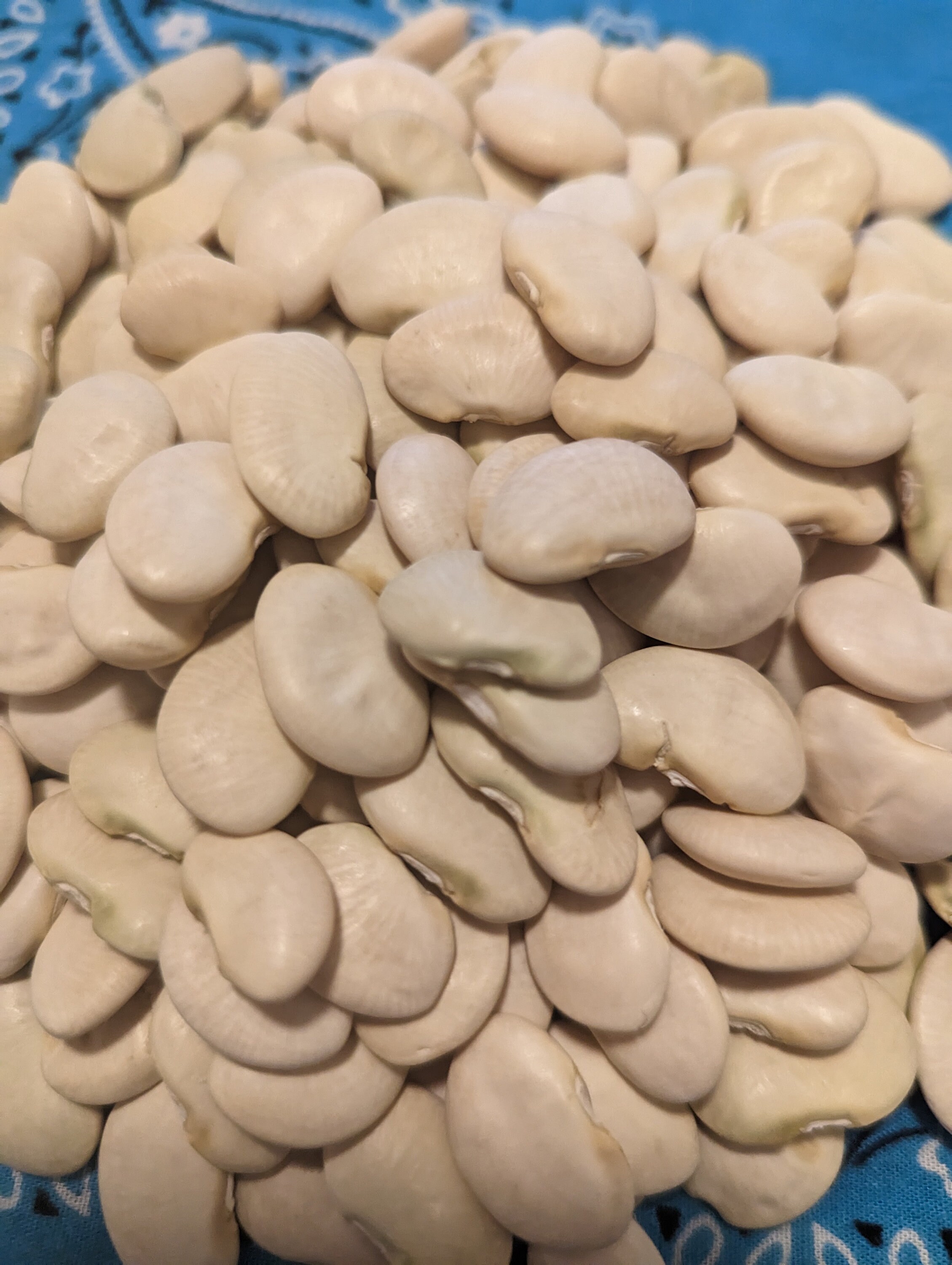20 King of the Garden Pole Lima Bean Seeds Loves Hot Weather Great
