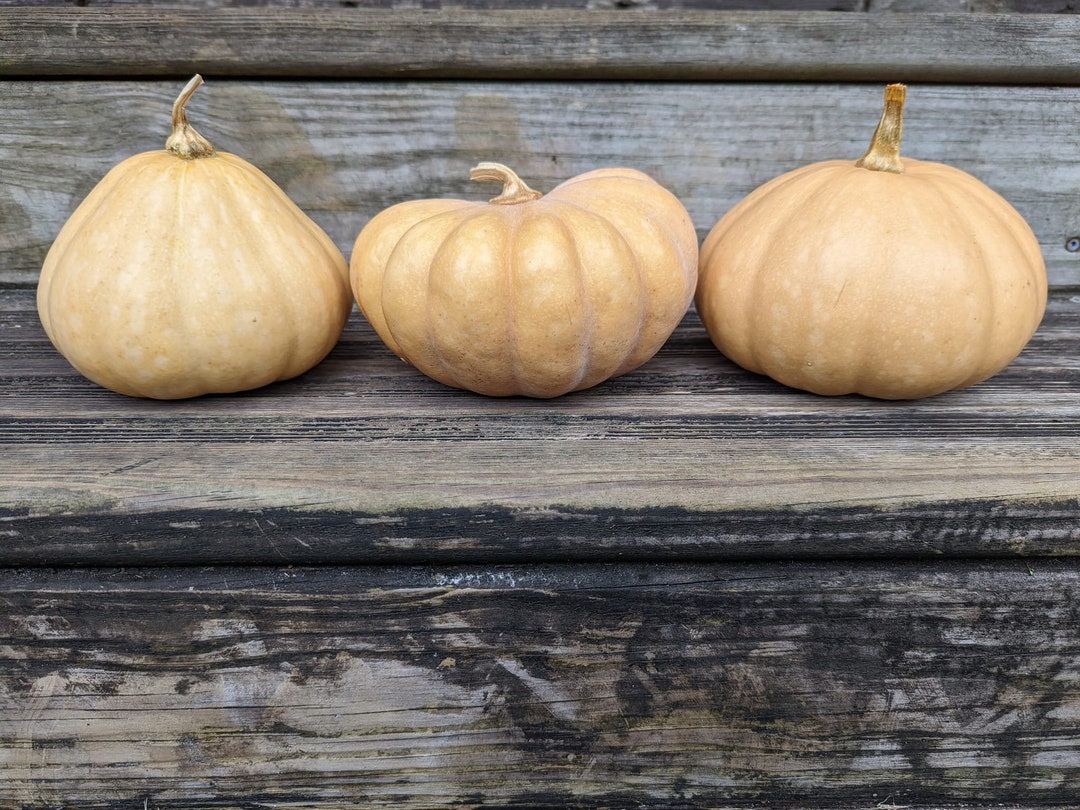 20 Seminole Pumpkin Seeds Natural Florida Grown Cucurbita Moschata Heirloom Nongmo Long Storage