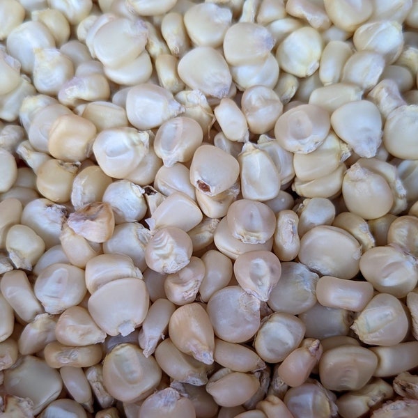 Hickory Cane Corn Seeds Etsy