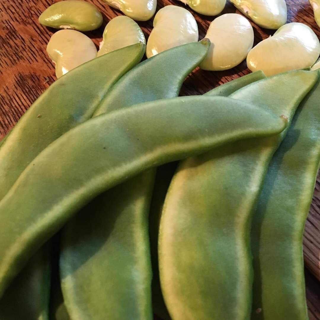 20 King of the Garden Pole Lima Bean Seeds Loves Hot Weather Great