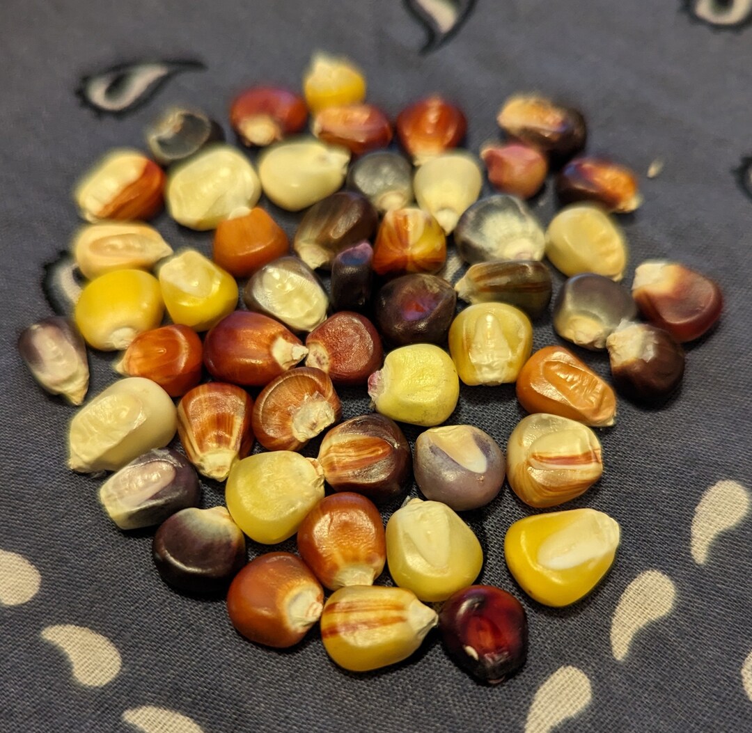 50 Native American Colorful Indian Flint Corn Seeds for Cornmeal Grits