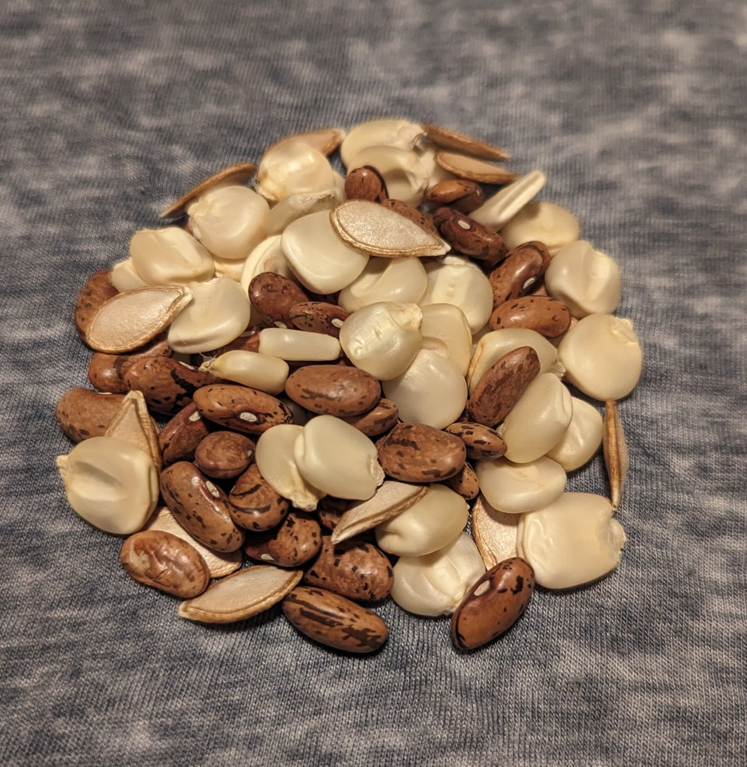 3 Sisters Garden Seed Mix 40 Hickory Cane Corn 40 Rattlesnake Etsy