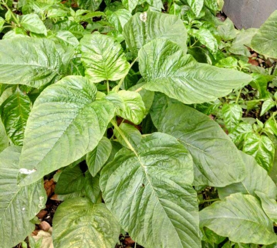 50 Jamaican Callaloo Seeds Amaranthus Viridis Tropical Vegetable