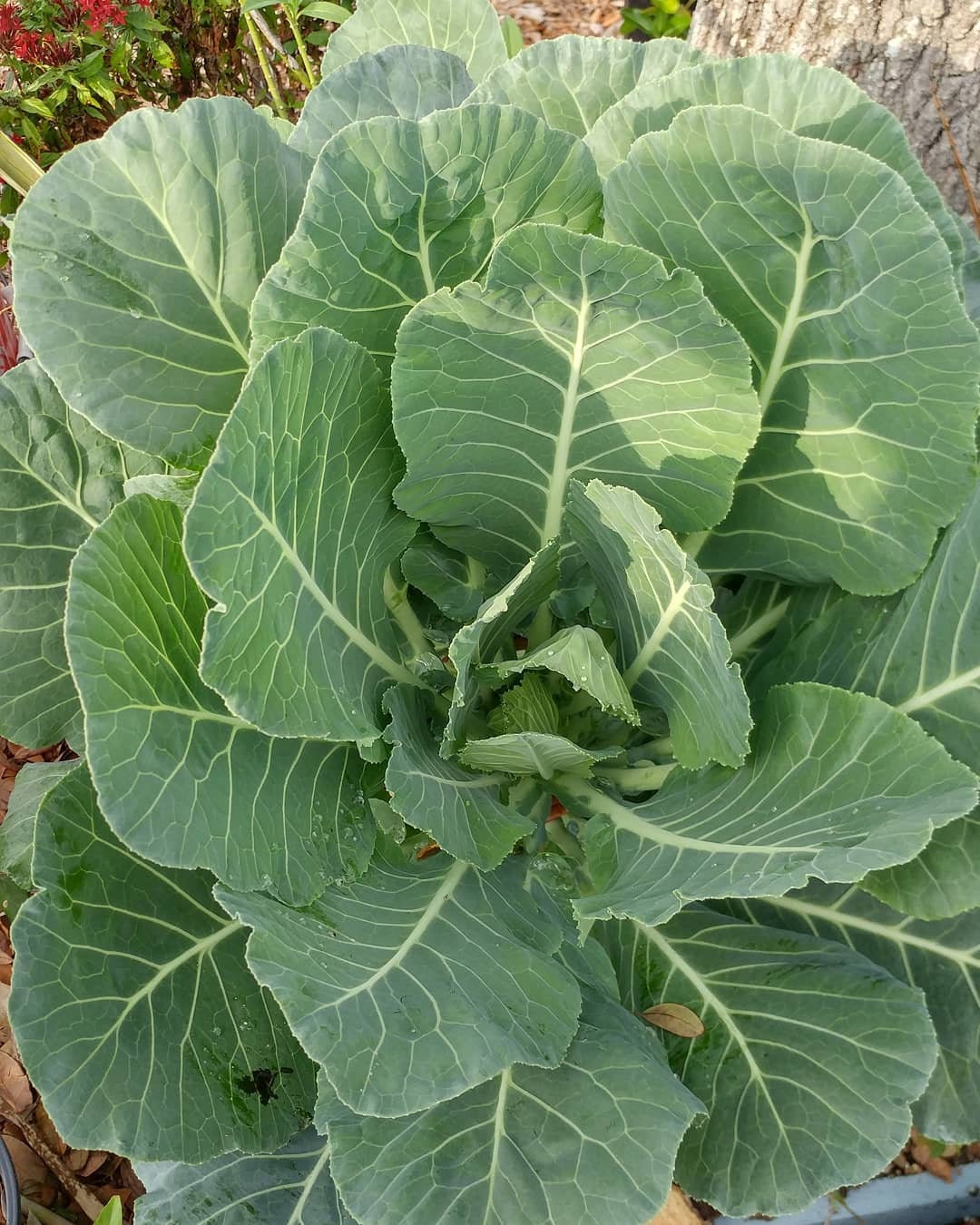 100 Southern Collard Green Seeds Nongmo Heirloom Etsy