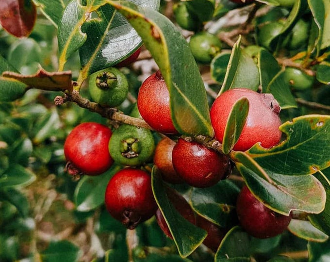 30 Strawberry Cattley Guava Tree Seeds Tropical Food Forest Organically ...