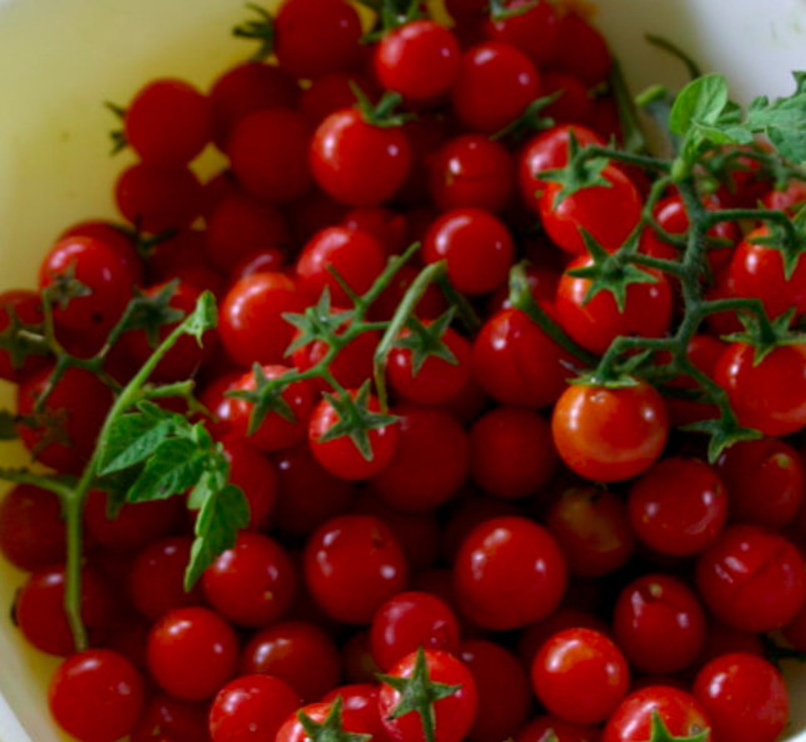 50 Everglades Tomato Seeds All Natural Florida Grown Heirloom Nongmo