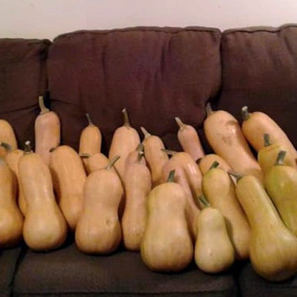 20 South Anna Butternut squash seeds Georgia grown good long storage survival crop