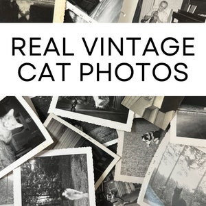 CATS Vintage Photos (various quantities) - original black & white antique snapshots of pet cats and kittens! Scrapbook junk journal ephemera