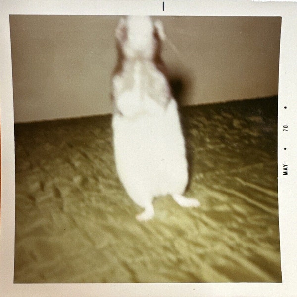 VINTAGE PHOTO 1970s Adorable Dancing Pet Rat
