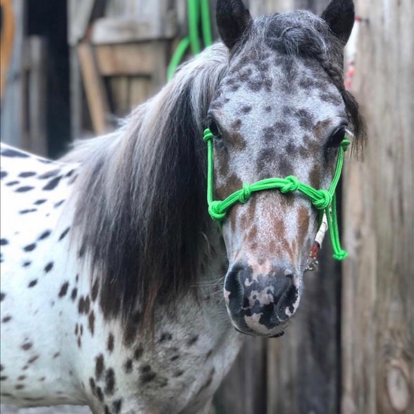 Cabestro de entrenamiento de cuerda de 4 nudos en miniatura para caballo y pony (XXS destetado a XL Pony)