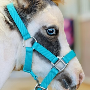 Newborn Miniature Horse Foal Training Weanling Halter