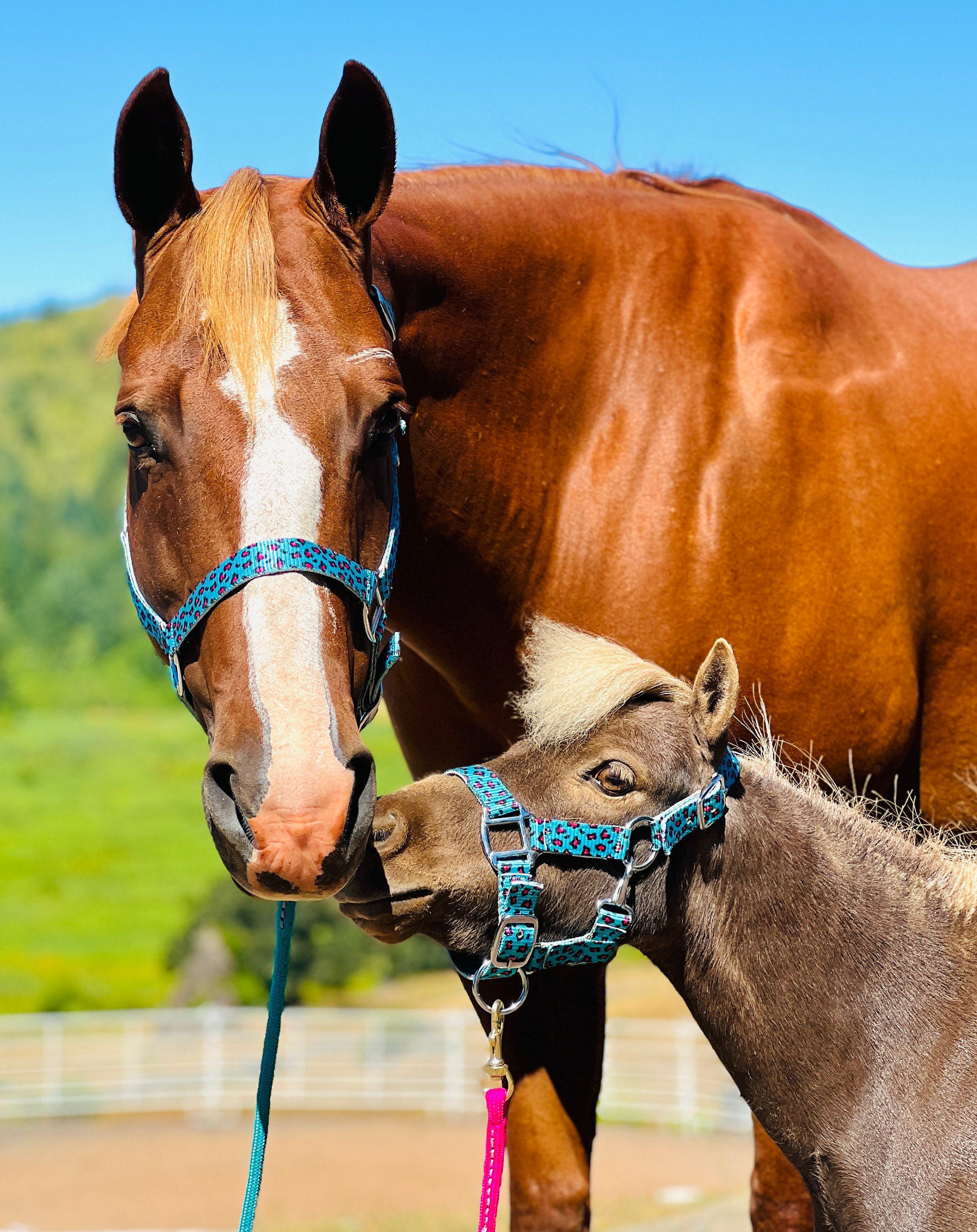 HalterUp Miniature Horse Halter And Lead Rope Set - Available In 10 Colors (Brown, Large)