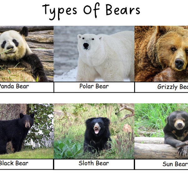 Learn The Different Types Of Bears | Bear Match | Bear Identification | Preschool Busy Book Page