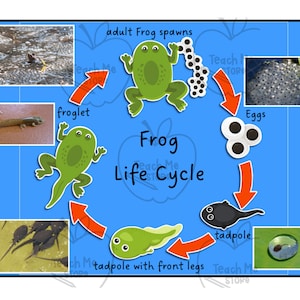 Frog Life Cycle Activity- Preschool Learning Activity