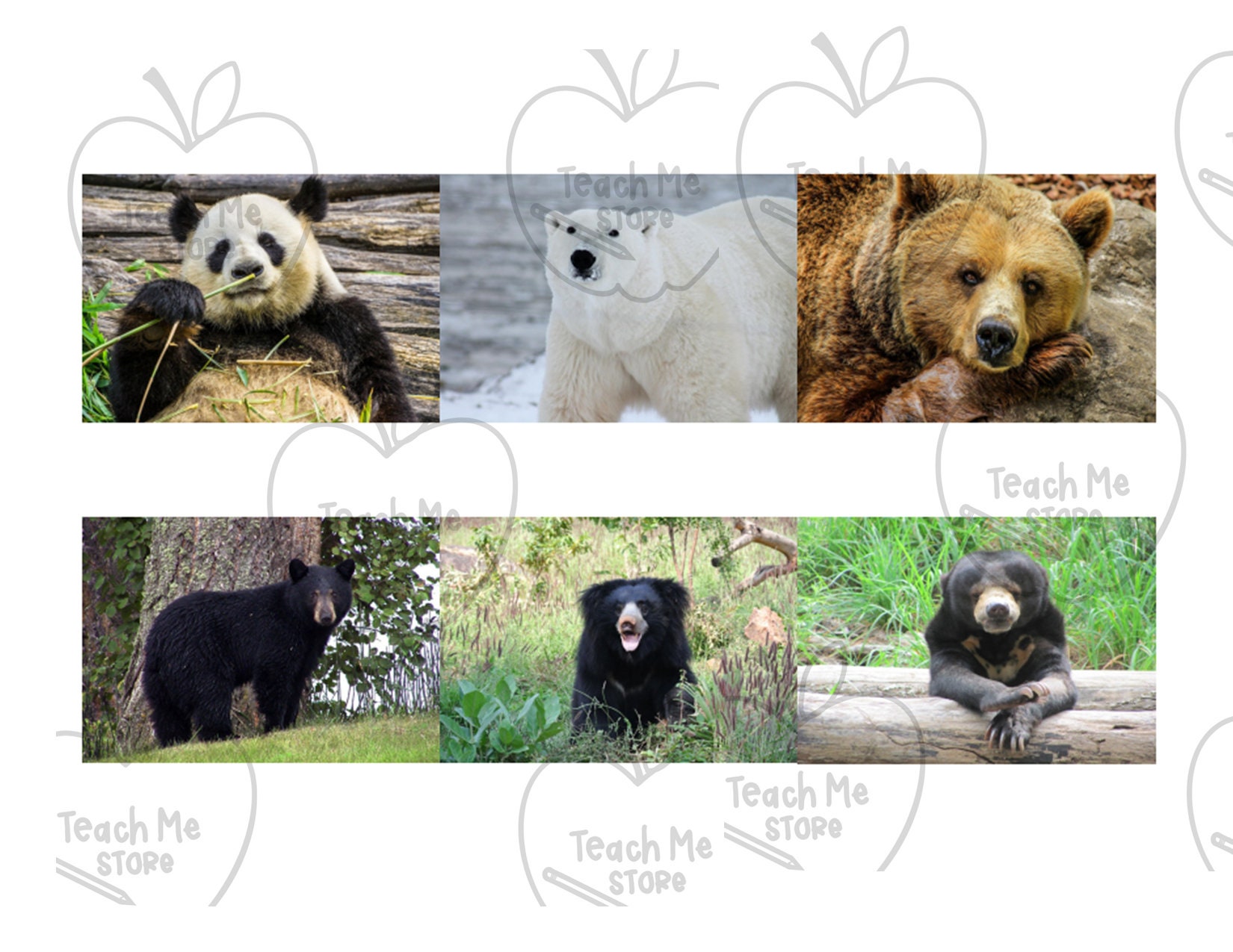 Poznaj różne rodzaje niedźwiedzi | Bear Match | Identyfikacja