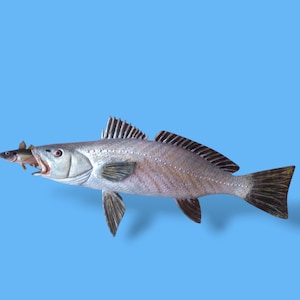wood carved fish figure. Wooden carved fish. Hunted fish sculpture. Hand carved. Wood fish. argyrosomus regius. Hand made.