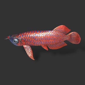 Hand carved wooden red arowana fish. Wooden fish. Home decor. Fish decor.wood carved arowana. realistic carved.Red dragon fish. Hand made.