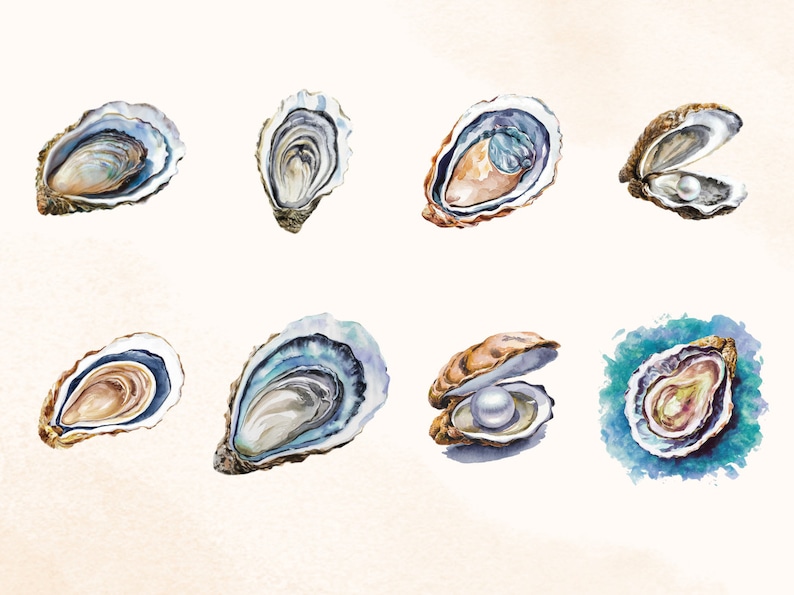 20 Coastal Watercolor Oyster Clipart, Transparent Background PNG ...