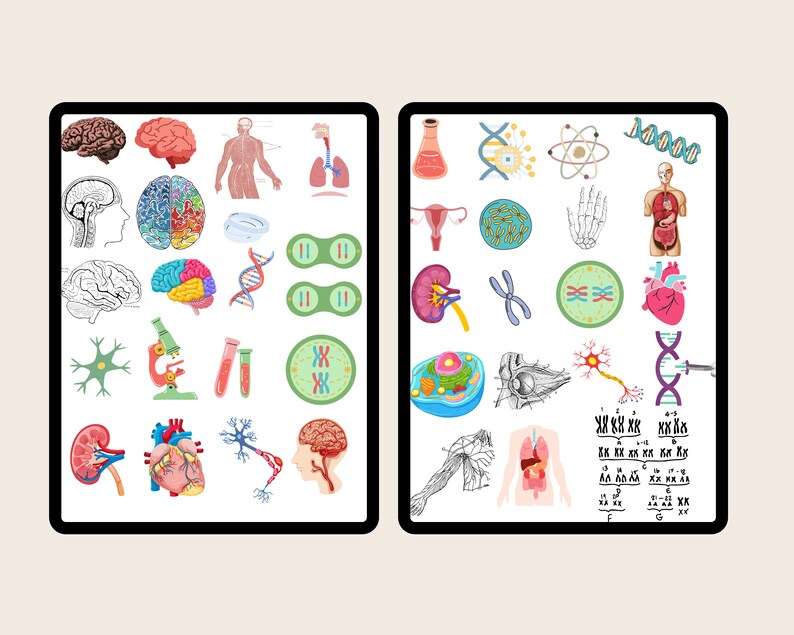 Biology & Anatomy Digital Stickers Pre-cropped Human Body - Etsy