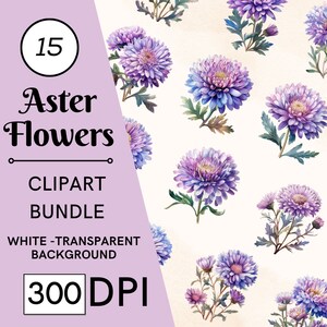 15 Aster Blumen Aquarell Clipart Bundle, rosa & lila Blumenkunst, kommerzielle Nutzung, digitaler Download