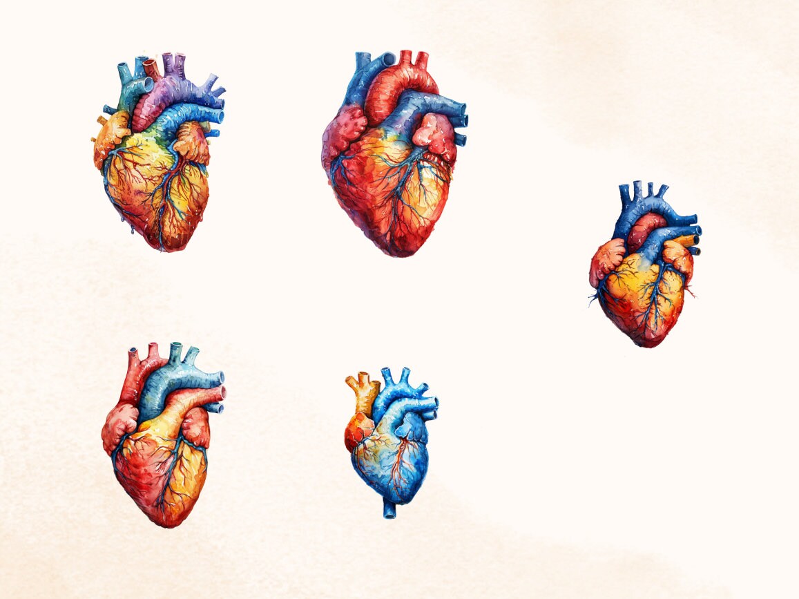 15 Human Heart Clipart, Anatomy, Halloween, Printable Watercolor ...