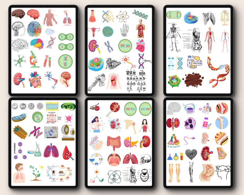 Biology & Anatomy Digital Stickers Pre-cropped Human Body Stickers Hand ...