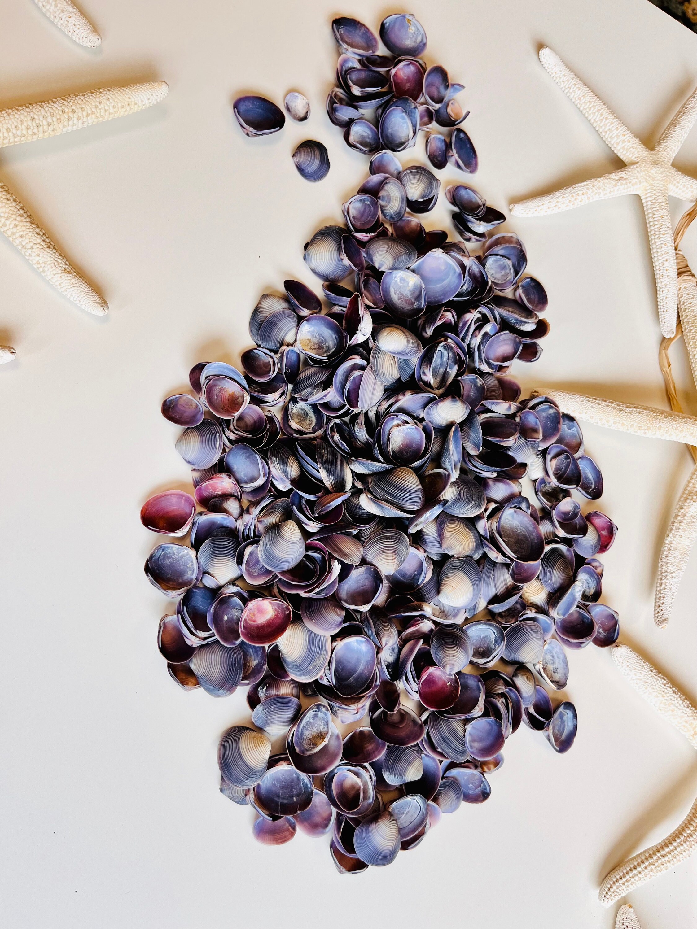 Purple Baby Clamsbulk Shellsseashellsbeach Wedding Etsy