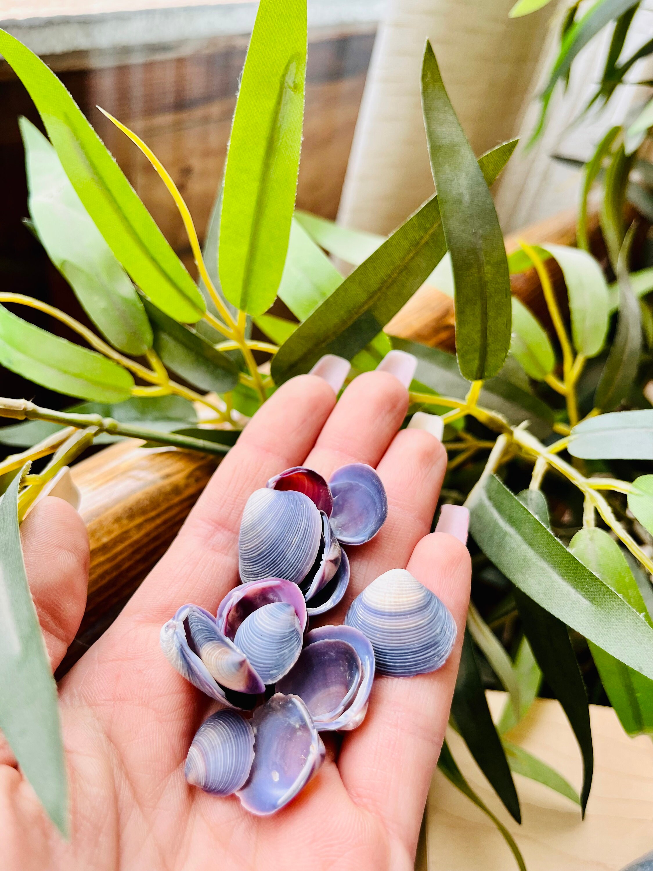 Purple Baby Clamsbulk Shellsseashellsbeach Wedding Etsy